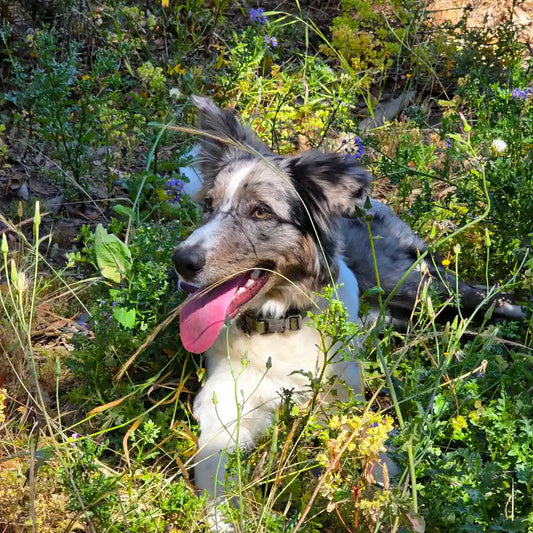 MOKA: El valor del cuero hecho a mano en Chile - Identidad y Salud