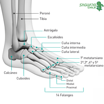 Saguaro Chile: La anatomía del pie es más increíble de lo que parece